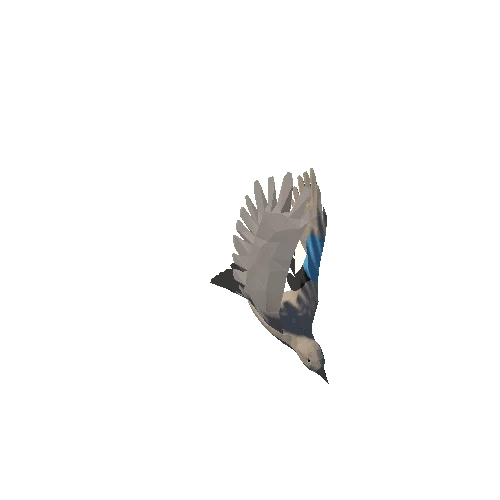 Low Poly Eurasian Jay